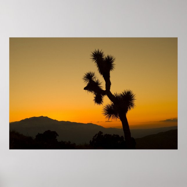 Joshua Tree Sunset Poster (Front)