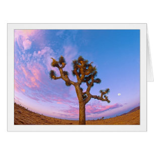 "Joshua Tree Swirl"