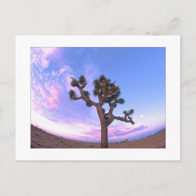 "Joshua Tree Swirl" Postcard (Front)
