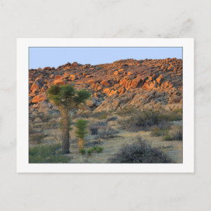 "Joshua Tree With Offspring" Postcard