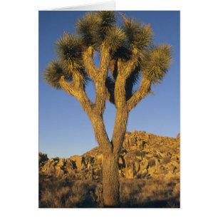 Joshua Tree, Yucca brevifolia), and granite