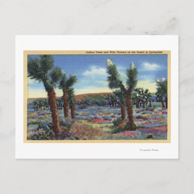 Joshua Trees and Desert Wild Flowers View Postcard (Front)