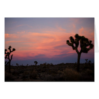 Joshua Trees at Sunset