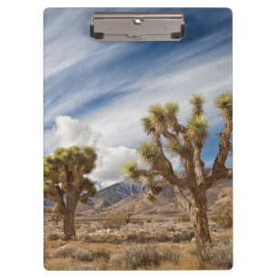 Joshua Trees in Desert Clipboard