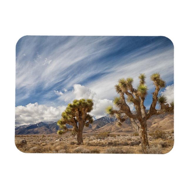 Joshua Trees in Desert Magnet (Horizontal)