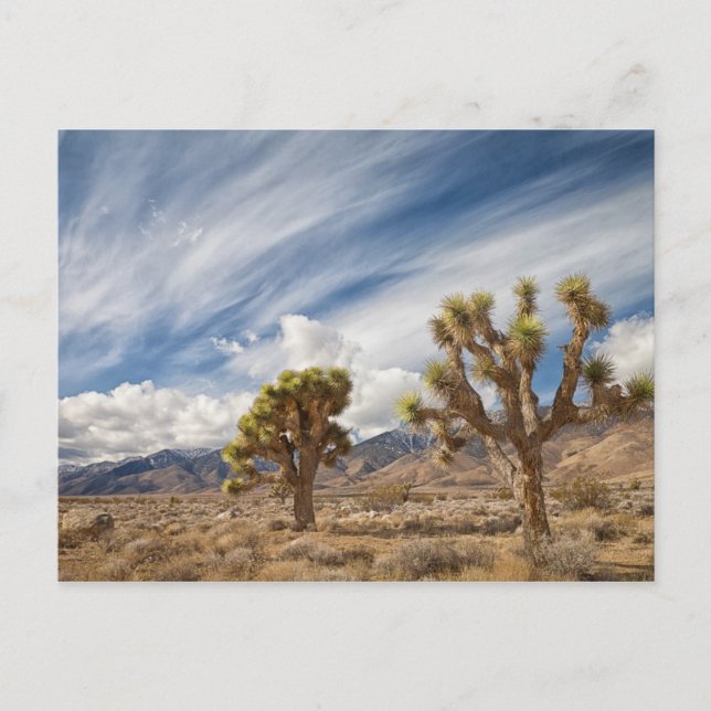Joshua Trees in Desert Postcard (Front)