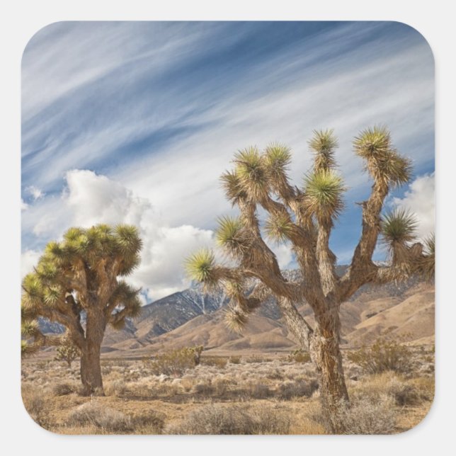 Joshua Trees in Desert Square Sticker (Front)