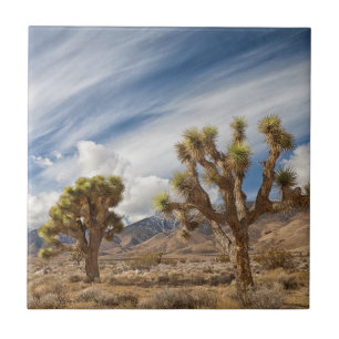 Joshua Trees in Desert Tile