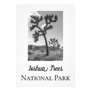 Joshua Trees National Park Photo Print