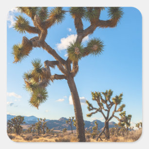 Joshua Trees National Park Square Sticker