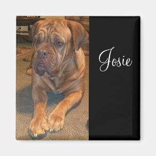 Josie the mastif. Change to your mastif's name Magnet