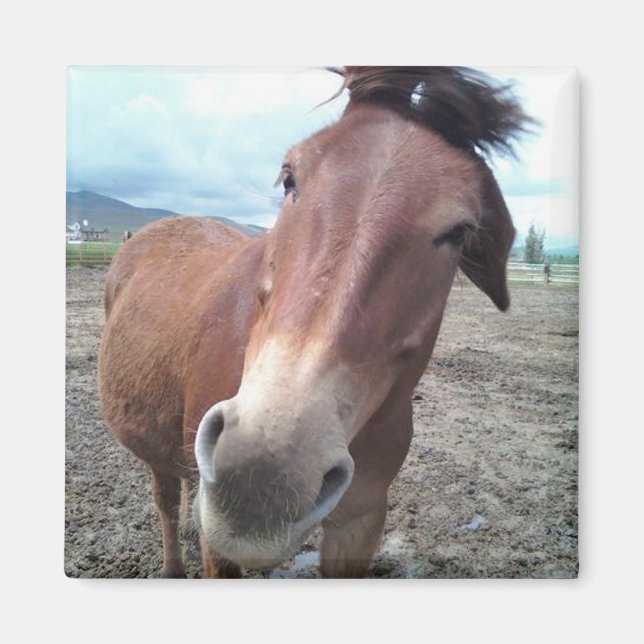 Josie the Mule Magnet (Front)