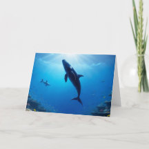 Journey of the Gentle Giant