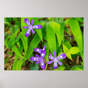 Joyce Kilmer-Slickrock Wilderness 2 Poster