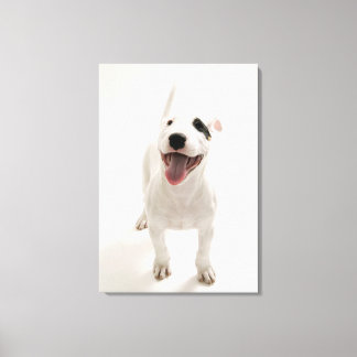 Joyful Bull terrier Canvas Print