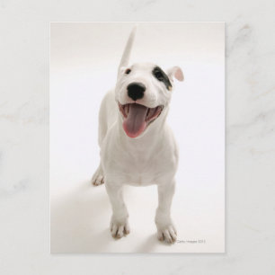 Joyful Bull terrier Postcard
