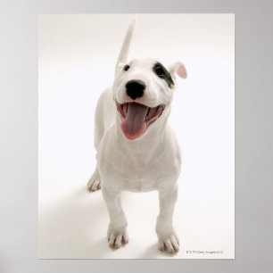 Joyful Bull terrier Poster