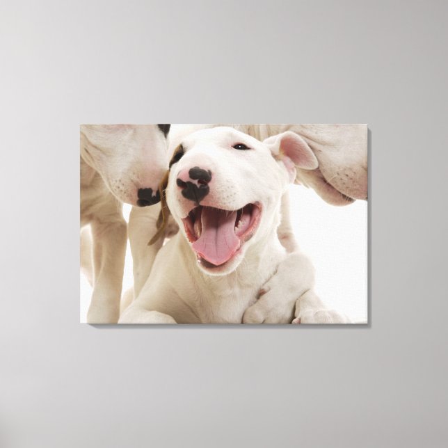 Joyful Bull terriers Canvas Print (Front)