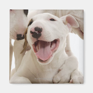 Joyful Bull terriers Magnet