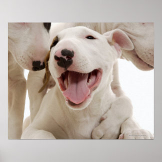 Joyful Bull terriers Poster