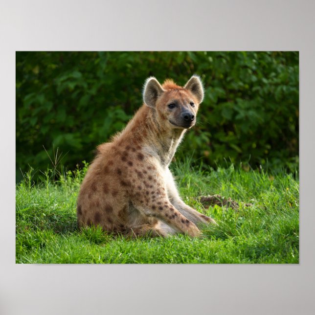  Joyful Hyena Amidst Greenery Poster (Front)