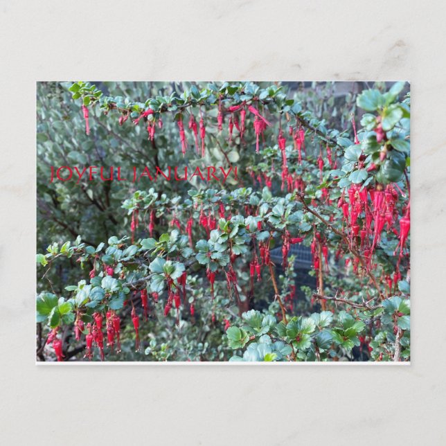 JOYFUL JANUARY! POSTCARD (Front)