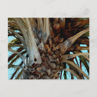 "Joyful Palm" Close up, top of tree with blue sky Postcard