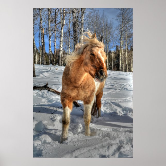 Joyful Palomino Pinto Horse and Snow Poster (Front)