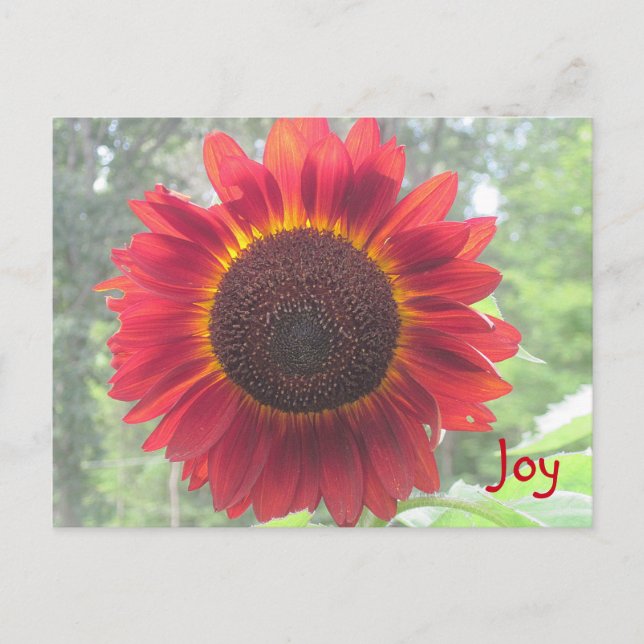 Joyful Rusty Red Sunflower Postcard (Front)