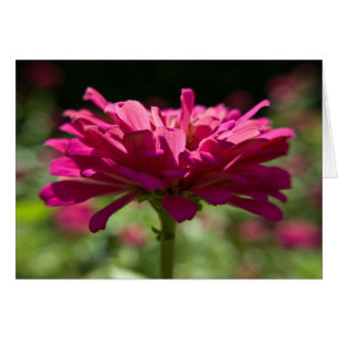 Joyful Zinnia