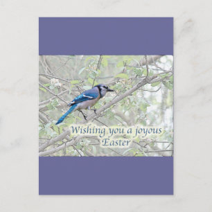 Joyous Easter Blue Jay Songbird Holiday Postcard