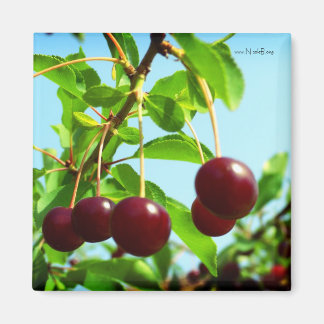 Joys of summer - red cherries magnet