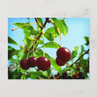 Joys of Summer red cherries Postcard