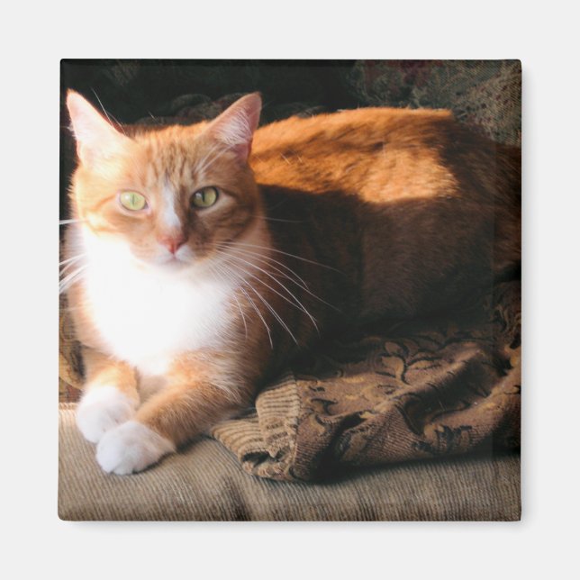 JT the Cat Magnet (Front)