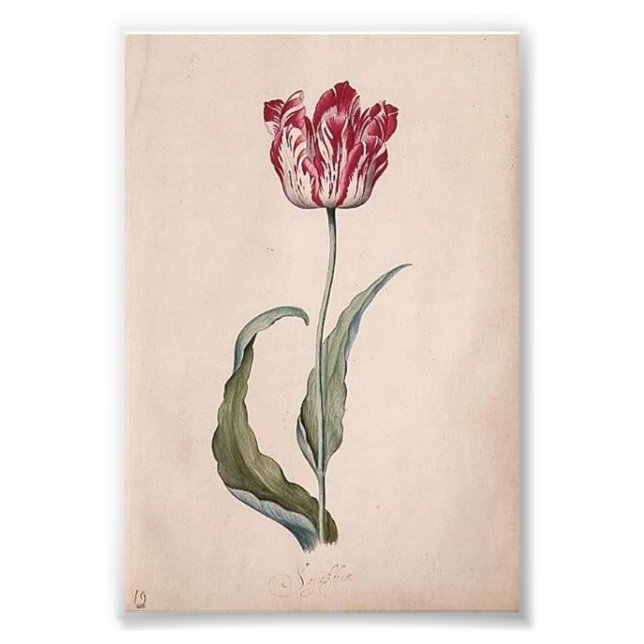 Judith Leyster Tulip Print (Front)