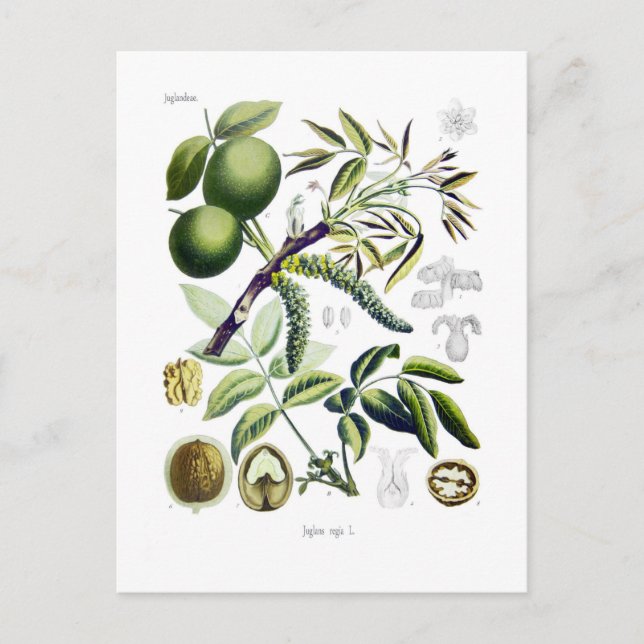 Juglans regia (walnut) postcard (Front)
