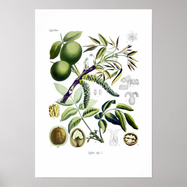 Juglans regia (walnut) poster (Front)