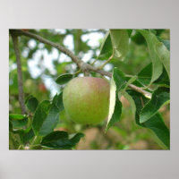 Juicy Green Apple