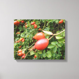 Juicy Red Rose Hips Canvas Print