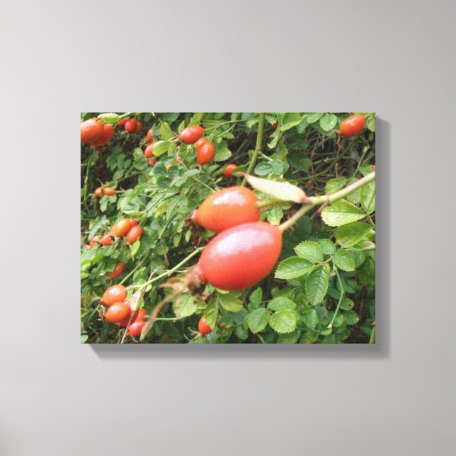 Juicy Red Rose Hips Canvas Print (Front)