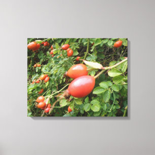 Juicy Red Rose Hips Canvas Print