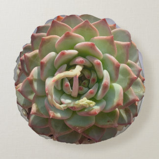 Juicy succulent pillow