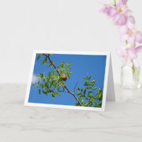 Jujube Fruit on Deciduous Tree