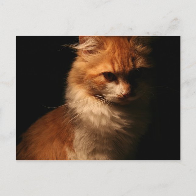 Jule Postcard (Front)