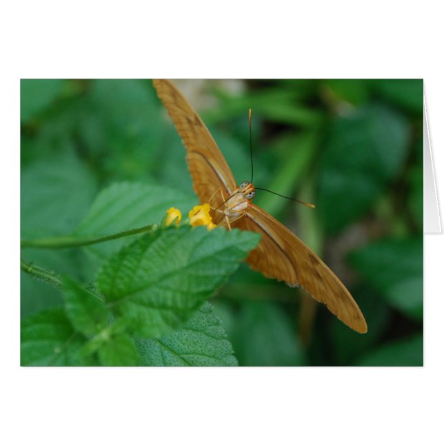 Julia Butterfly (Front Horizontal)