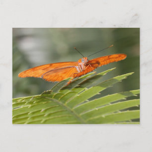 Julia butterfly on leaf postcard