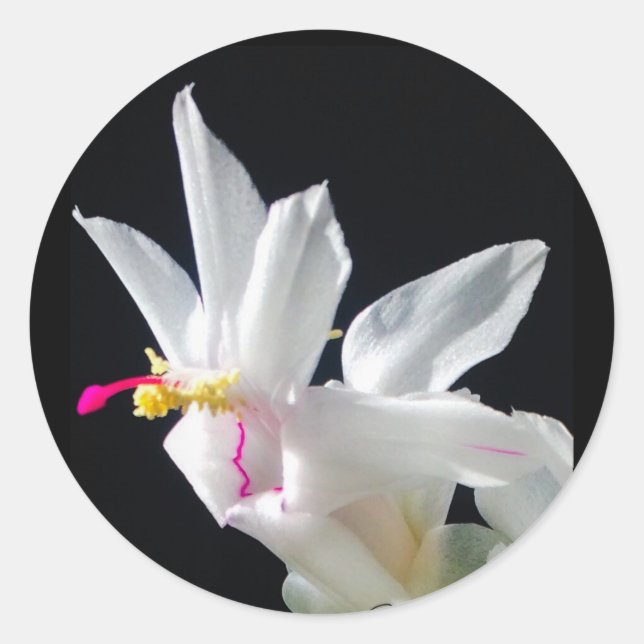 Julie’s Christmas Cactus Classic Round Sticker (Front)