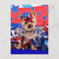 July 4th - Yorkie - Vinnie