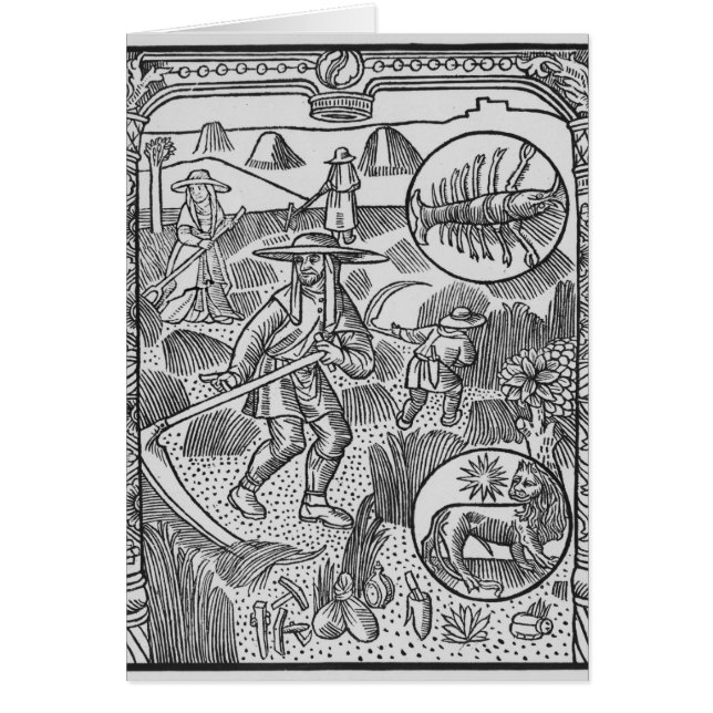July, haymaking, Cancer (Front)