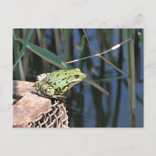 Jump - green frog at lake postcard (Front)